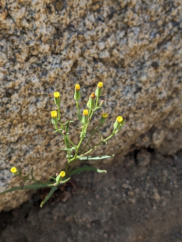 Cleveland's desert dandelion (Malacothrix clevelandii)