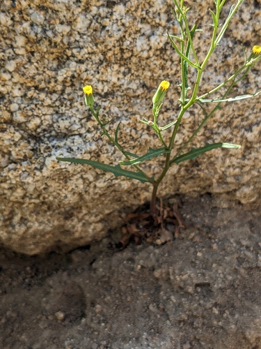 Image of Malacothrix clevelandii by (c) sdash, some rights reserved (CC BY)