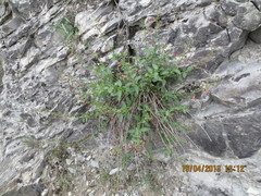 Scrophularia rupestris