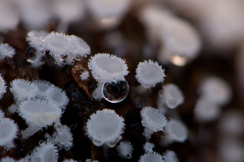 stalked hairy fairy cup