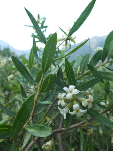 Daphne mucronata, photograph 1