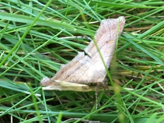 Renia flavipunctalis