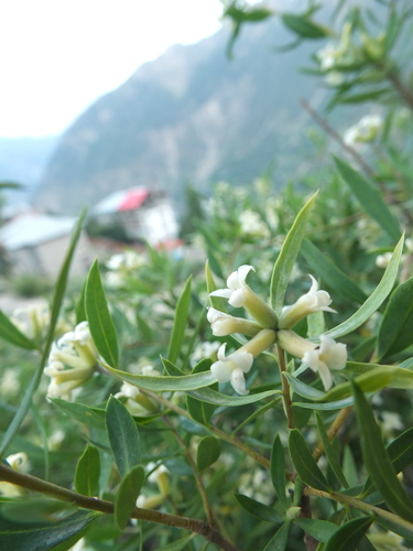 Daphne mucronata, photograph 3