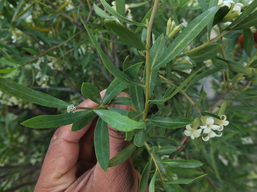 Daphne mucronata, photograph 2