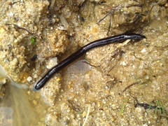 Haemopis sanguisuga