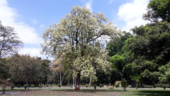 Shorea robusta
