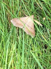 Renia flavipunctalis