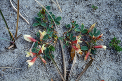 Trifolium eximium, photograph (c) Oleg Kosterin, some rights reserved (CC BY)