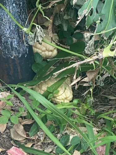 Sechium edule observed 2025-03-21
