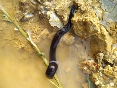 Haemopis sanguisuga