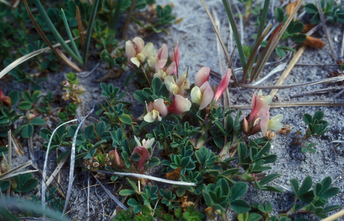 excellent clover (Trifolium eximium)