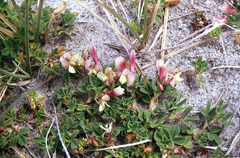 Trifolium eximium, photograph (c) Oleg Kosterin, some rights reserved (CC BY)