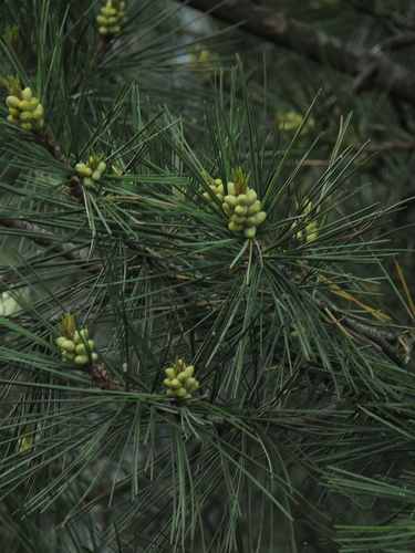 Pinus gerardiana, photograph 2