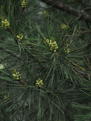 Pinus gerardiana, photograph (c) Siddarth Machado, some rights reserved (CC BY)