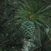 Chilgoza Pine - Photo (c) Siddarth Machado, some rights reserved (CC BY), uploaded by Siddarth Machado