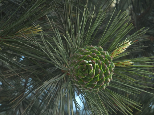 Pinus gerardiana, photograph 4