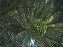 Pinus gerardiana, photograph (c) Siddarth Machado, some rights reserved (CC BY)