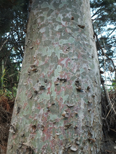 Pinus gerardiana, photograph 5