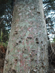 Pinus gerardiana, photograph (c) Siddarth Machado, some rights reserved (CC BY)