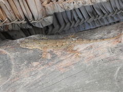 Hemidactylus platycephalus