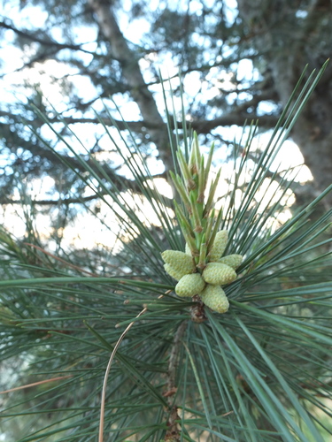 Pinus gerardiana, photograph 6