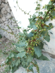 Rumex nepalensis