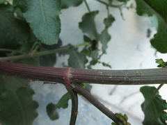 Rumex nepalensis