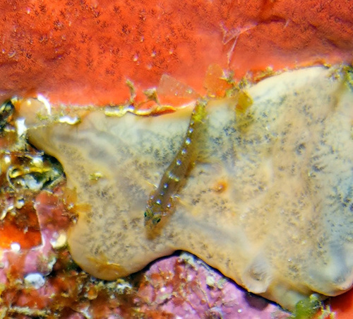 Dwarf goby (Lythrypnus elasson) — Gobiidae — 4