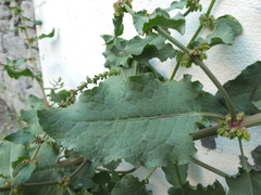 Rumex nepalensis