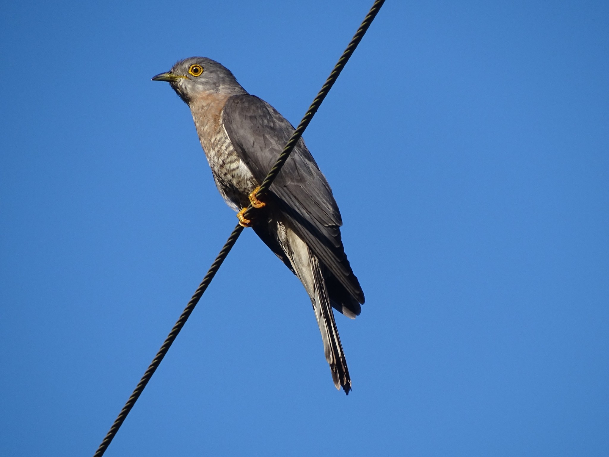 Common Hawk-Cuckoo
