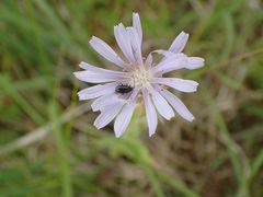 Lactuca pulchella