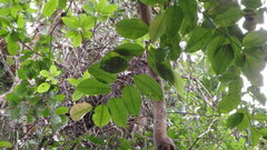 Dryobalanops aromatica
