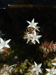 Sedum liebmannianum