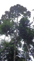 Dryobalanops aromatica