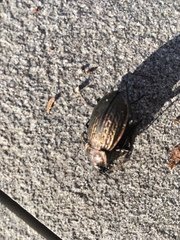 Carabus ulrichii