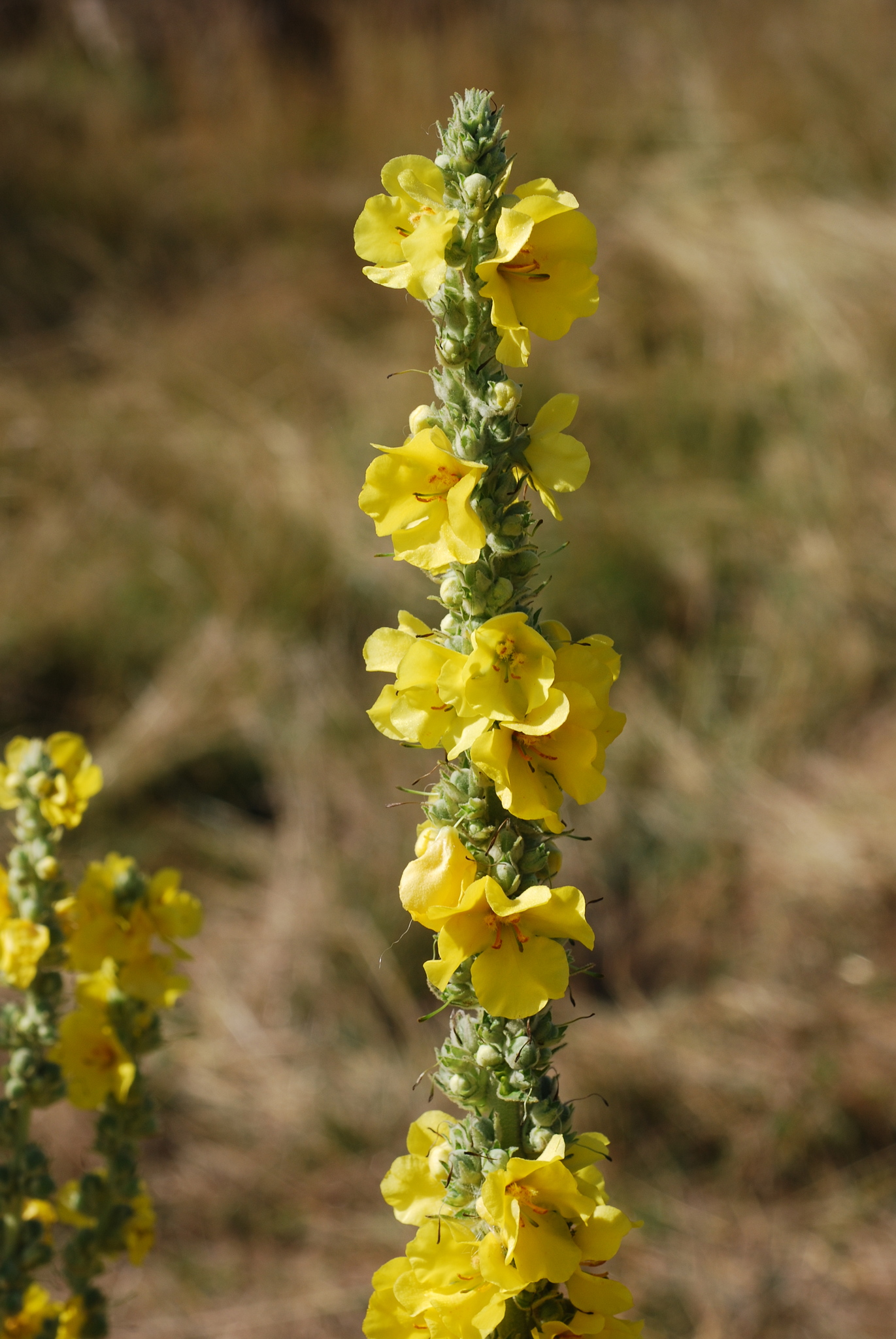 Verbascum phlomoides