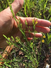 Hypericum drummondii