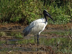 Threskiornis melanocephalus