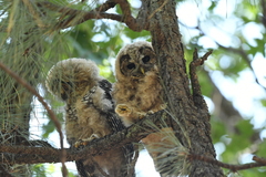 Strix occidentalis lucida