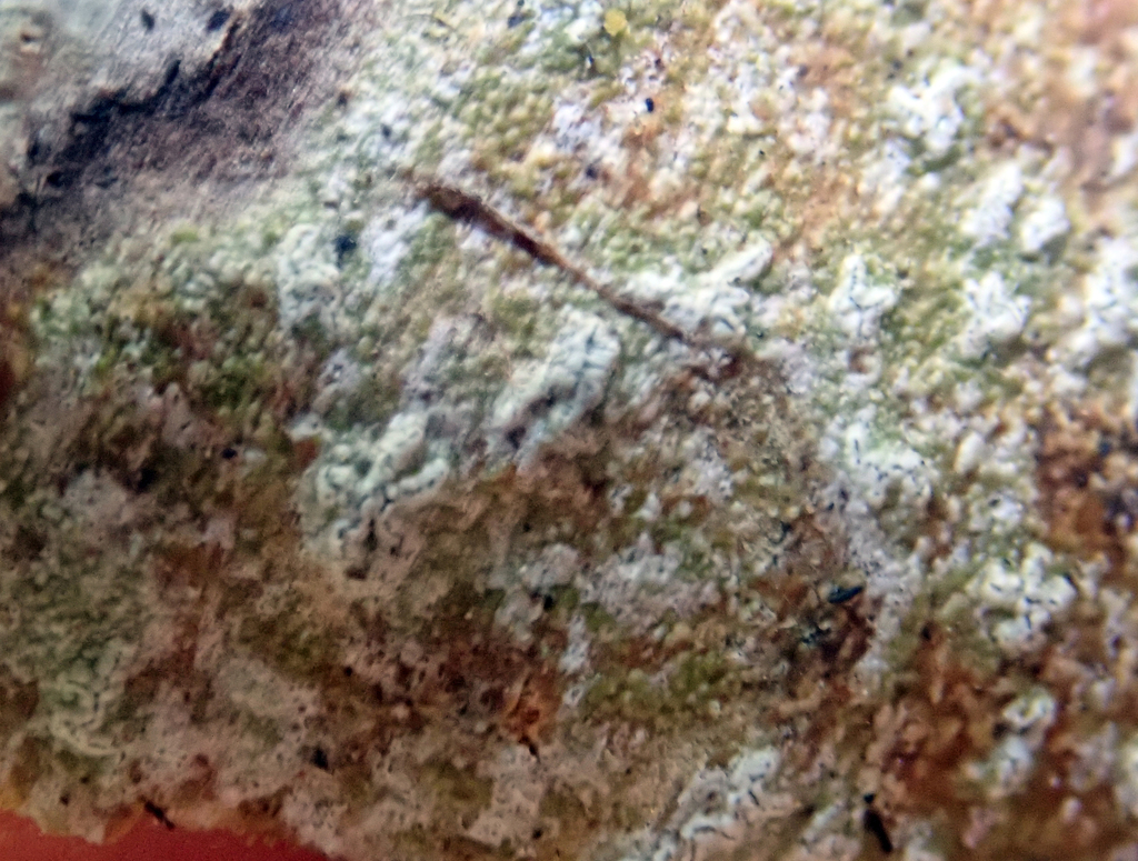 Sclerophyton