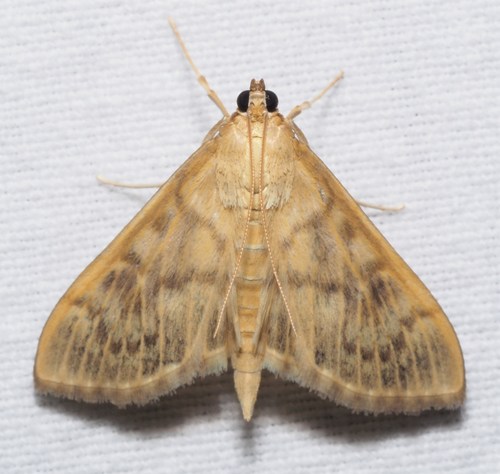 Dilgėlinis ugniukas nuotrauka