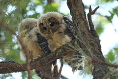 Strix occidentalis lucida