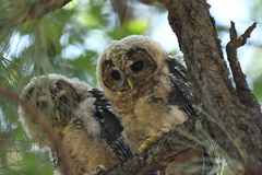 Strix occidentalis lucida