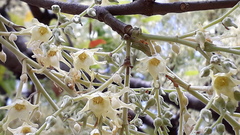 ◆sala tree◆ large.jpeg