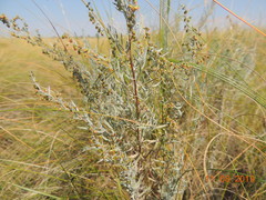 Artemisia dracunculus glauca