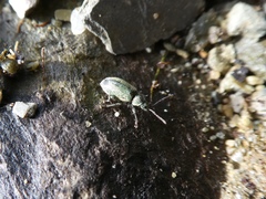 Phyllobius argentatus