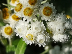 Anaphalis margaritacea