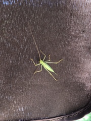 Meconema thalassinum