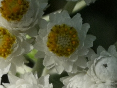 Anaphalis margaritacea