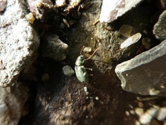 Phyllobius argentatus